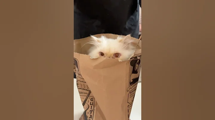 Video 11737951: cat cute love fun, cat cute funny love