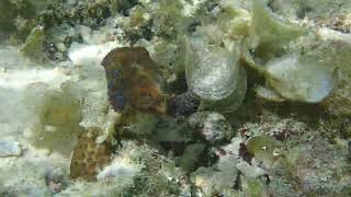Blue Ringed Octopus at Magic Island Dive Resort's house reef!