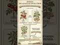 Did You Know Tomatoes & Potatoes Are Basically Twins? 🍅🥔 #nationalpotatoday #farming