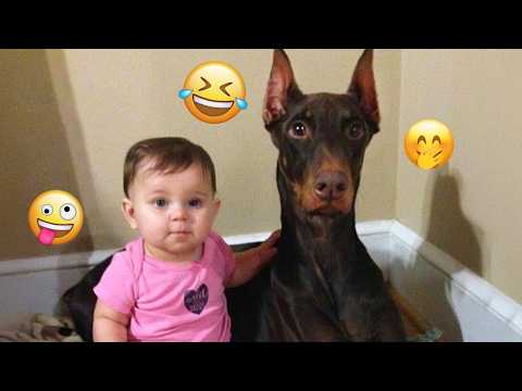 You Will Die Laughing At These Dogs 🐶 Best Animal Video Compilation You Can’t Miss 🤣 #112