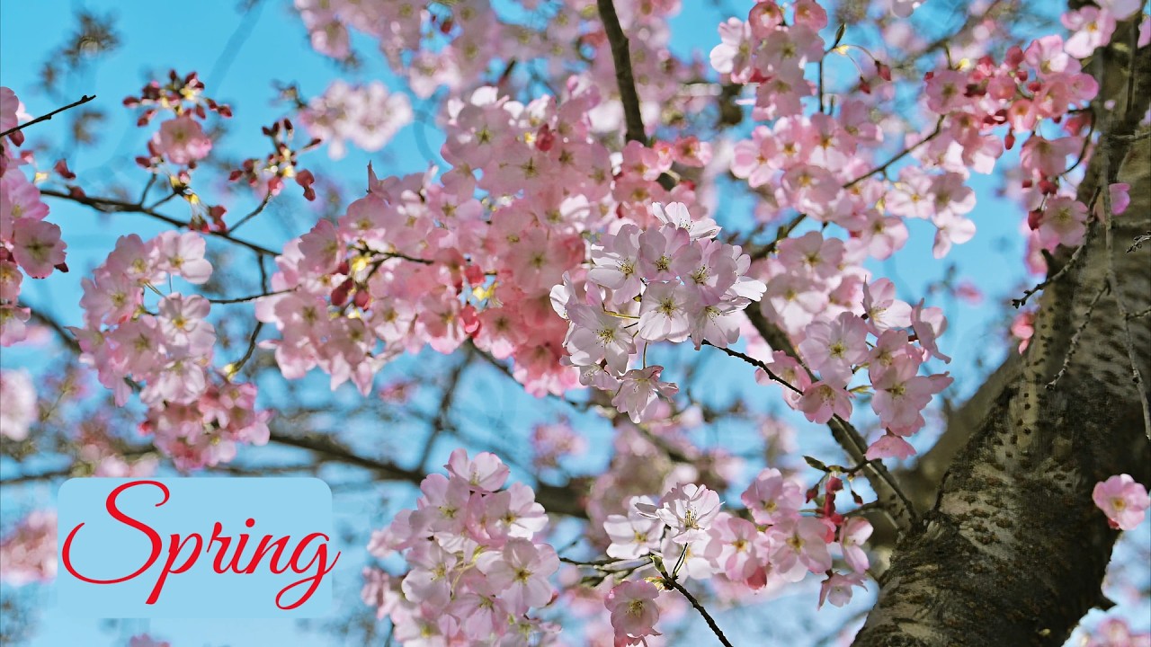The atmosphere of spring and birdsong#relaxation #spring - YouTube