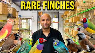 New Exotic Finch Mutations Revealed! Inside Norullah’s Breeding Farm