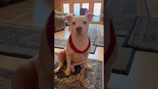 We have a little Pittie and she is really, really pretty! #dogshorts #pitbull #doglover #cutedog