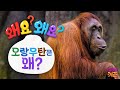 오랑우탄의 집이 사라지고 있다? 오랑우탄은 왜?ㅣ왜요? 왜요? 궁금할 만두ㅣKBS 240411 방송