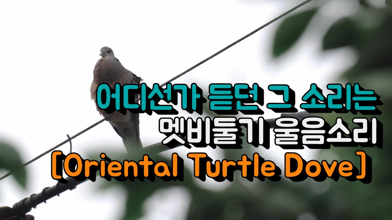 어디선가 듣던 그소리, 멧비둘기 울음소리, 탐조, ASMR | Oriental Turtle Dove, birder | sony