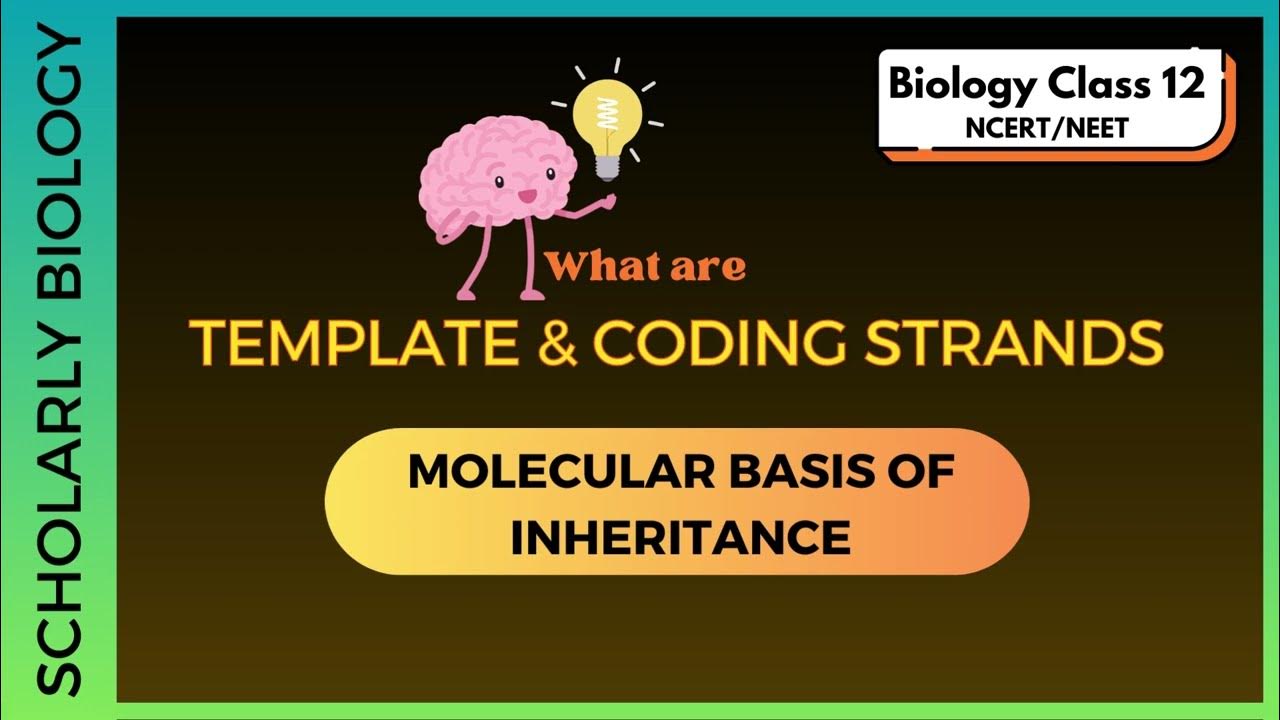 Template and Coding Strands | Transcription | Molecular Basis of ...