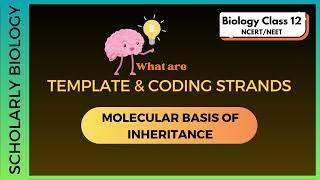 Template and Coding Strands | Transcription | Molecular Basis of Inheritance | Biology Class 12/NEET