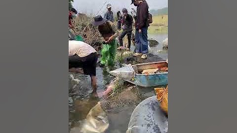 🔴 Ngày hội Bắt Cá Đặc Sản toàn Cá Khủng khi Hồ Thủy Điện Trị An đóng đập xả tràn #cadacsan #hotrian