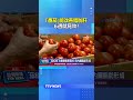 研究曝「番茄」能改善脂肪肝  6週就見效！ #番茄