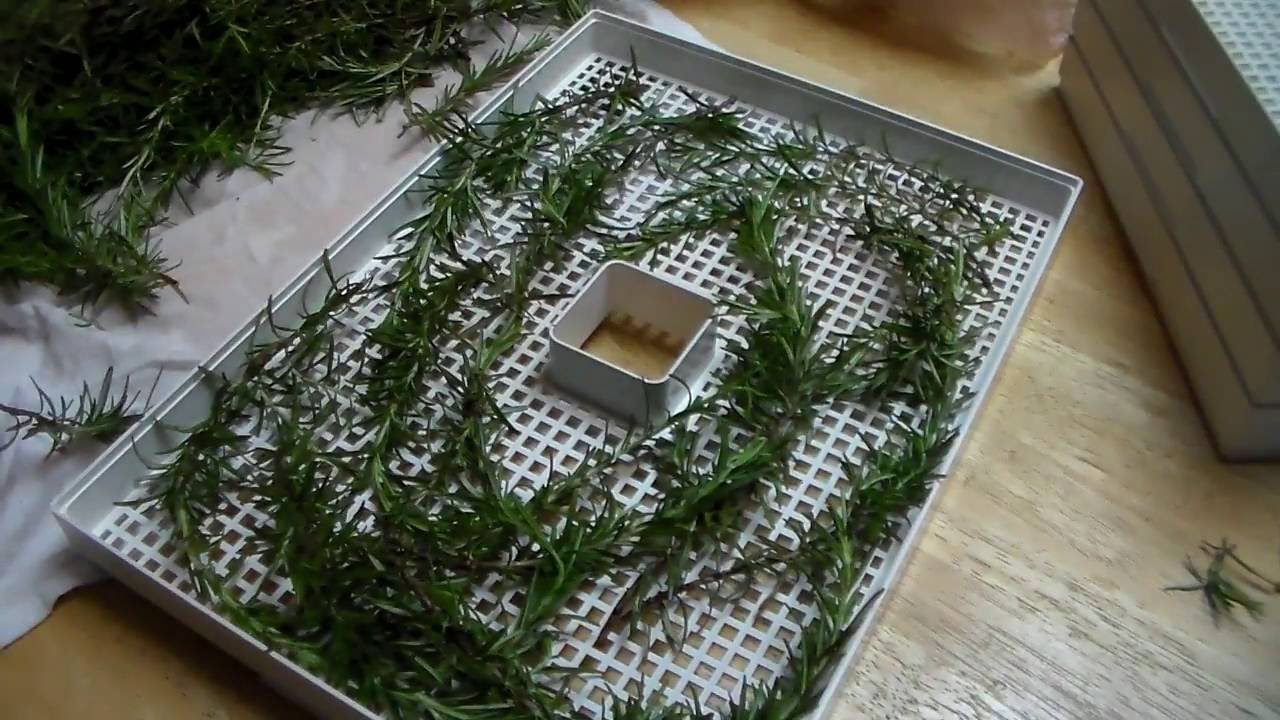 Как сушить розмарин