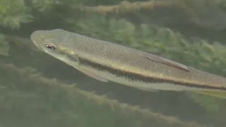 1050520陽明山竹子湖馬口魚1