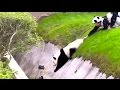 Ozzy Man Reviews: PANDAS