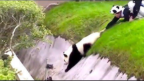 Ozzy Man Reviews: PANDAS