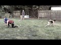sweetartproject: Backyard American Gladiators