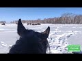 В табуне не хватает лошадей.