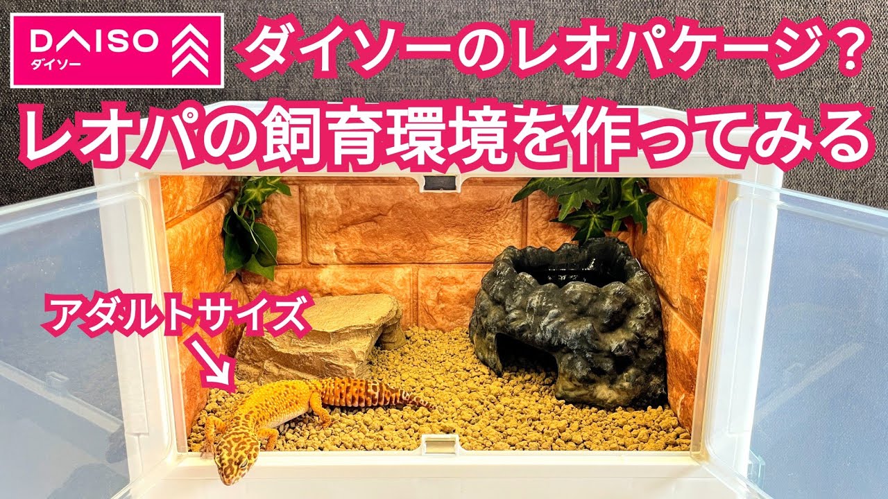Creating a leopard gecko habitat using a Daiso cage - YouTube
