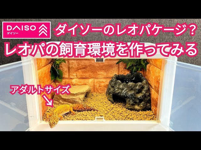 レオパ新ケージで木登り増＆初ホリホリも【グラステラリウム3030】(5歳