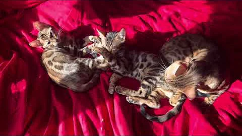 Video 8286021: adorable bengal kittens, adopted bengal