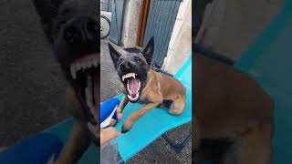 Malinois DANGER!!!! 😱😱😱🤪