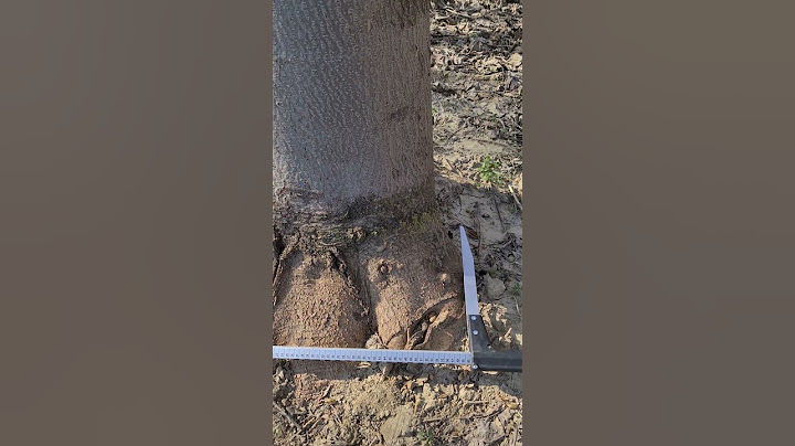 THE EXTRAORDINARY POWER OF GROWTH OF THE PAULOWNIA TREE