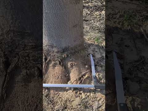 Видео: Хатан хааны хяналт: Пауловниа модны тархалтыг хэрхэн зогсоох вэ