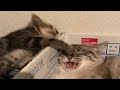 BEST CAT MEMES COMPILATION OF 2020 - 2021 PART 51 (FUNNY CATS)