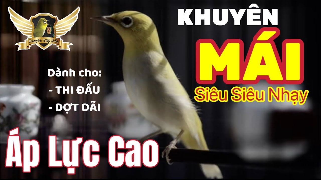 KHUYÊN MÁI ÁP LỰC CAO FILE THI ĐẤU 2025 - THÚC CĂNG LÍU BỀN | KTB