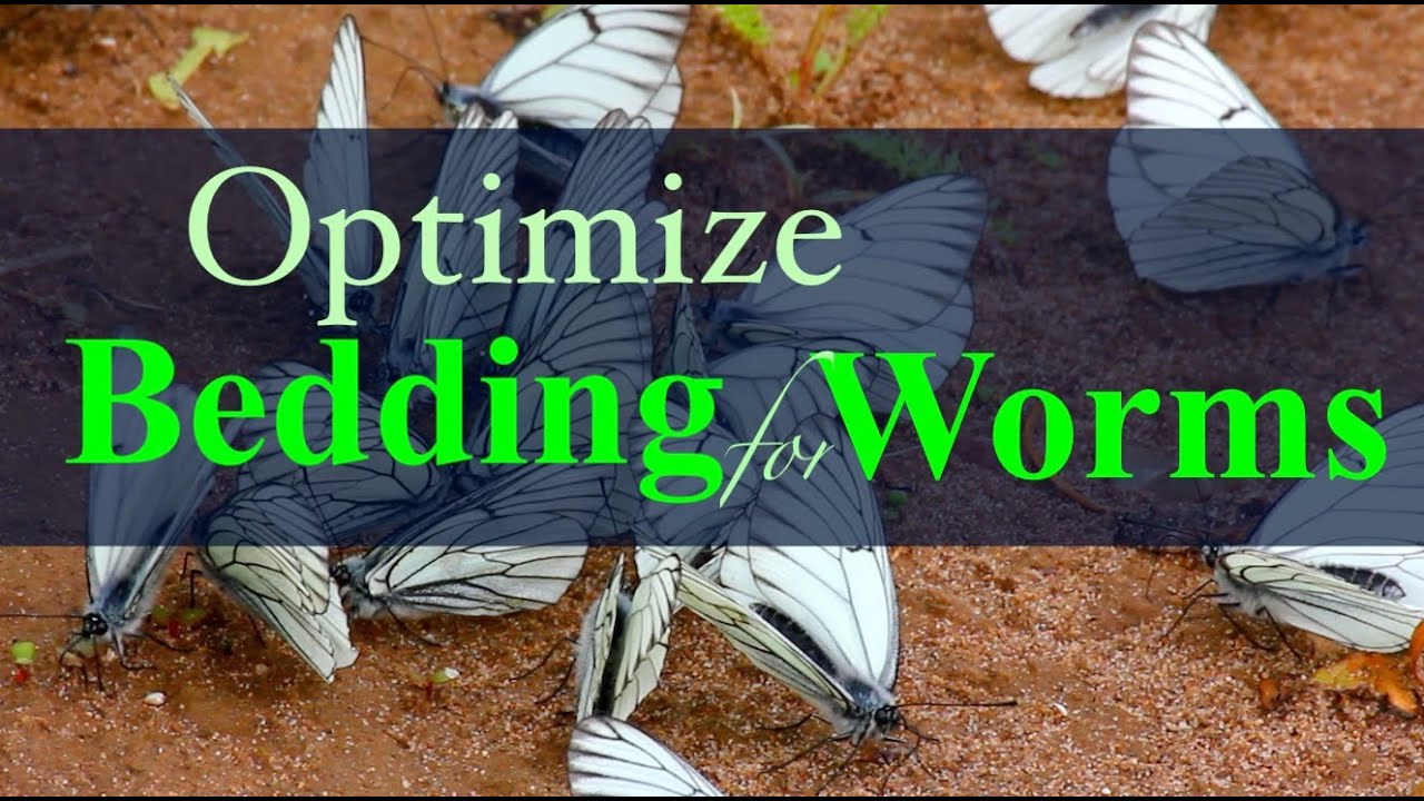Bedding for Worms Coir, Leaves or Peat Moss? YouTube