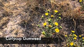 Video 5 - Forbs - NRSM 102 News