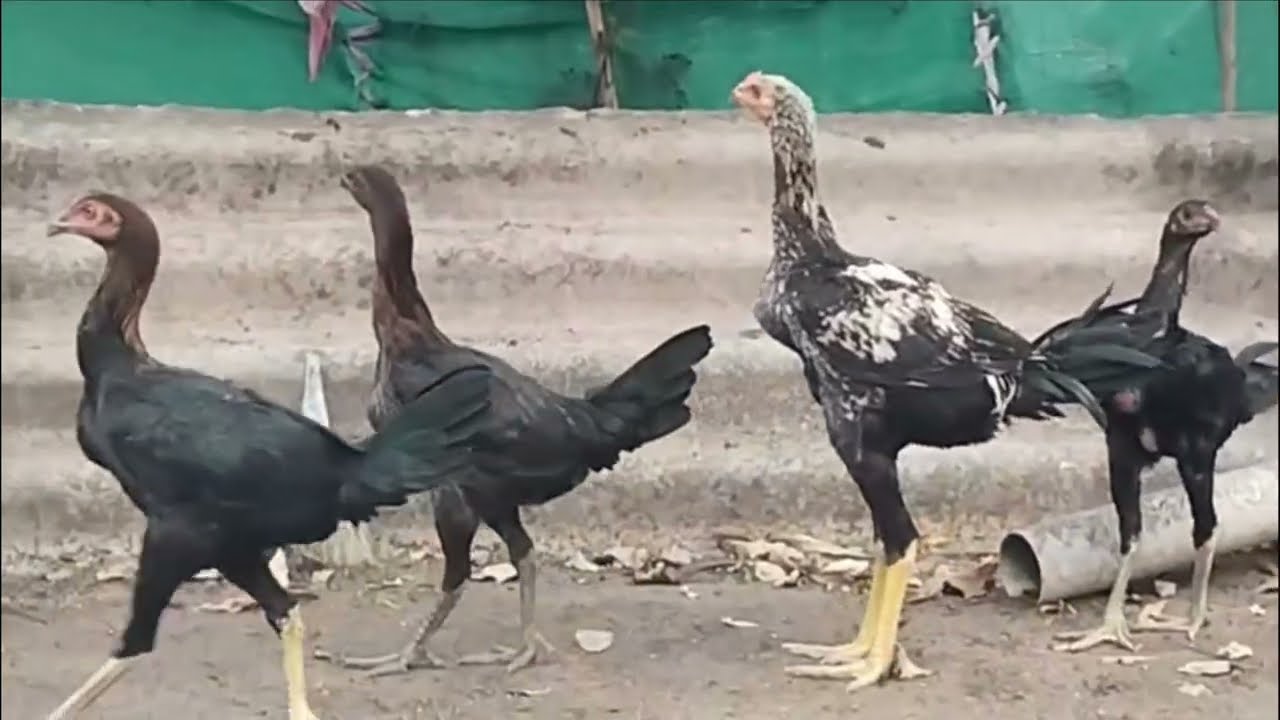 భీమవరం కోడిపిల్లలు & 6 నెలల బ్రీడింగ్ యూనిట్ for sale in telugu | Martur | 9059080363 |@NagendraFarm