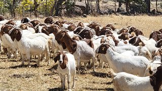 ""CHIVOS ASTA DE 100 MIL PESOS"".de mi rancho boer de mexico