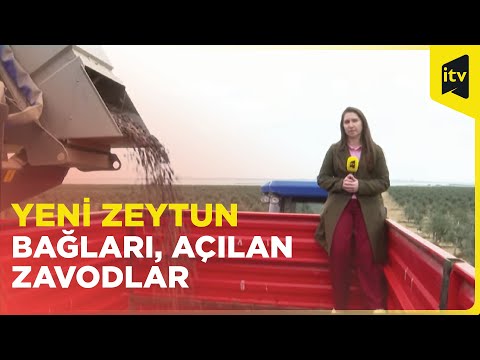 Azərbaycan zeytun yağlarının istehsalında lider olmağa iddialıdır