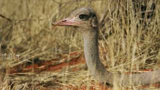 Confusing behavior of the ostrich