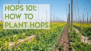 Hops 101: How To Plant a Hop