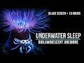 10 Hour Underwater Ocean Bubbles | Deep Sleep Black Screen | NO ADS