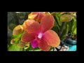 Редкие сортовые орхидеи в Экофлоре 9 июня 2021г. Дасти Бель, Зорро, Джулия, Леко Фантастик ...