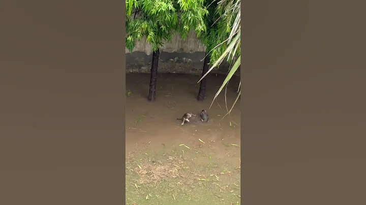 Monkeys water park #nature #monkey #waterpark #rain #swimming