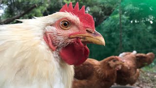 「西の果ての平飼い放牧卵」ニワトリたちとの生活〜養鶏家日記④