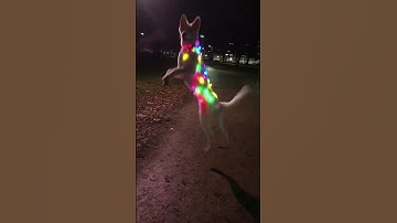 dog dance