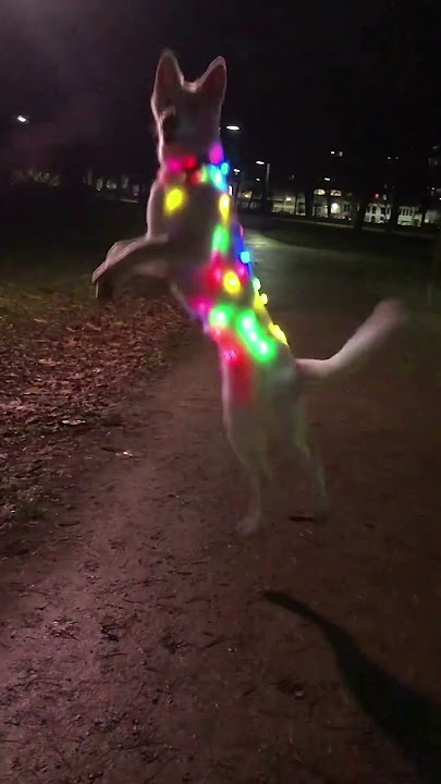 dog dance