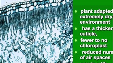 botany lab practical review