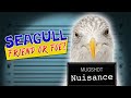 Seagull facts || Seagull Friend or Foe? || Must see!