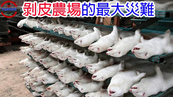 [农场放大镜]"剥皮大衣"即将走入历史的真相 | 破千万的超贵皮草 | 产业帝王宣布倒闭 - 天天要闻