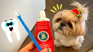 Cleaning shih tzu puppy's teeth for the first time at home How to brush dogs teeth | Dental Tips