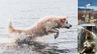 A Cinematic AI Study of Animal Motion ! Why some animal like to jumping to the water