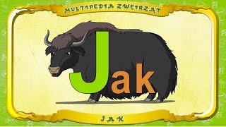 Multipedia Zwierząt. Litera J - Jak