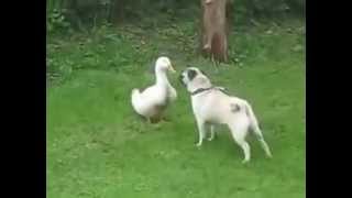 Dog And Duck Fun Video