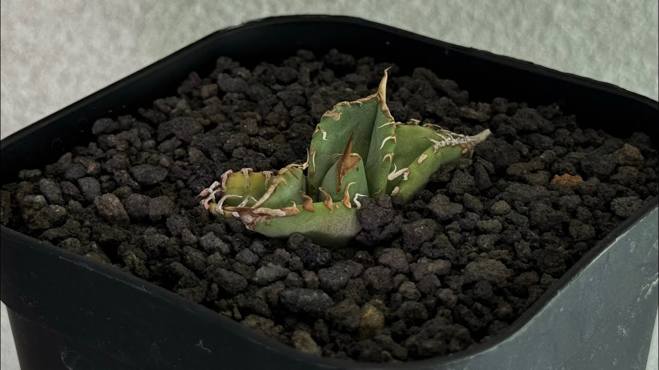 AGAVE アガベ スタッズ ぶつぶつ ムチムチ 星空 麻花 疣猪 AGAVE