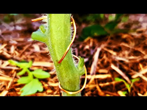 Wideo: Drutowe łodygi roślin Cole: jak zarządzać uprawami Cole z chorobą łodyg drutu
