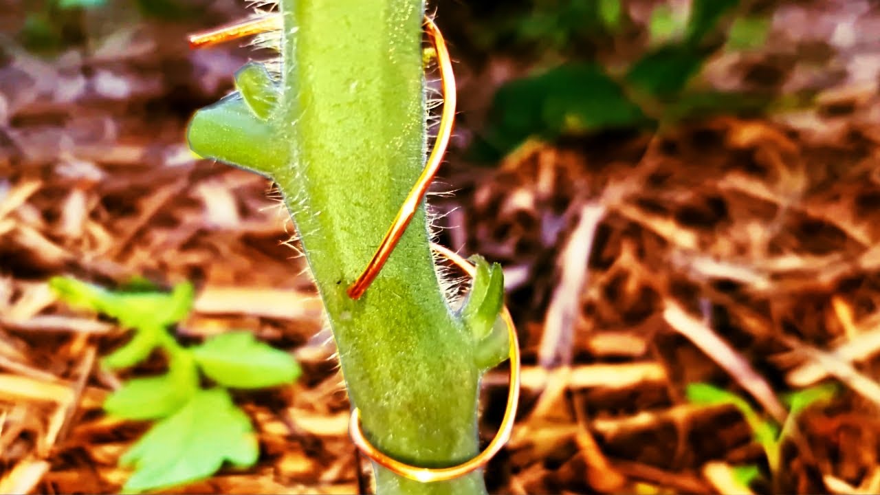 Does Copper WIRE Through Tomato Stem STOP Disease? 